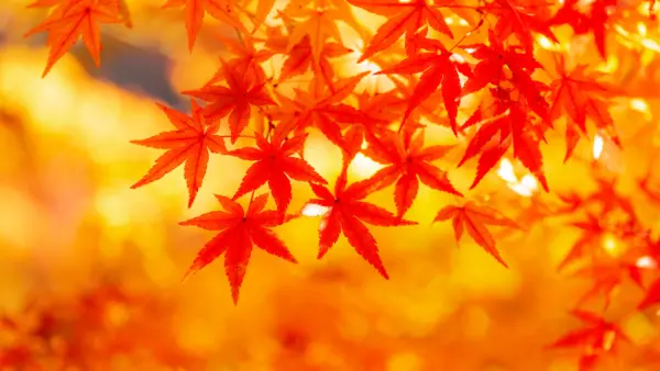 季節のひと皿と一杯：秋、香りを重ねて